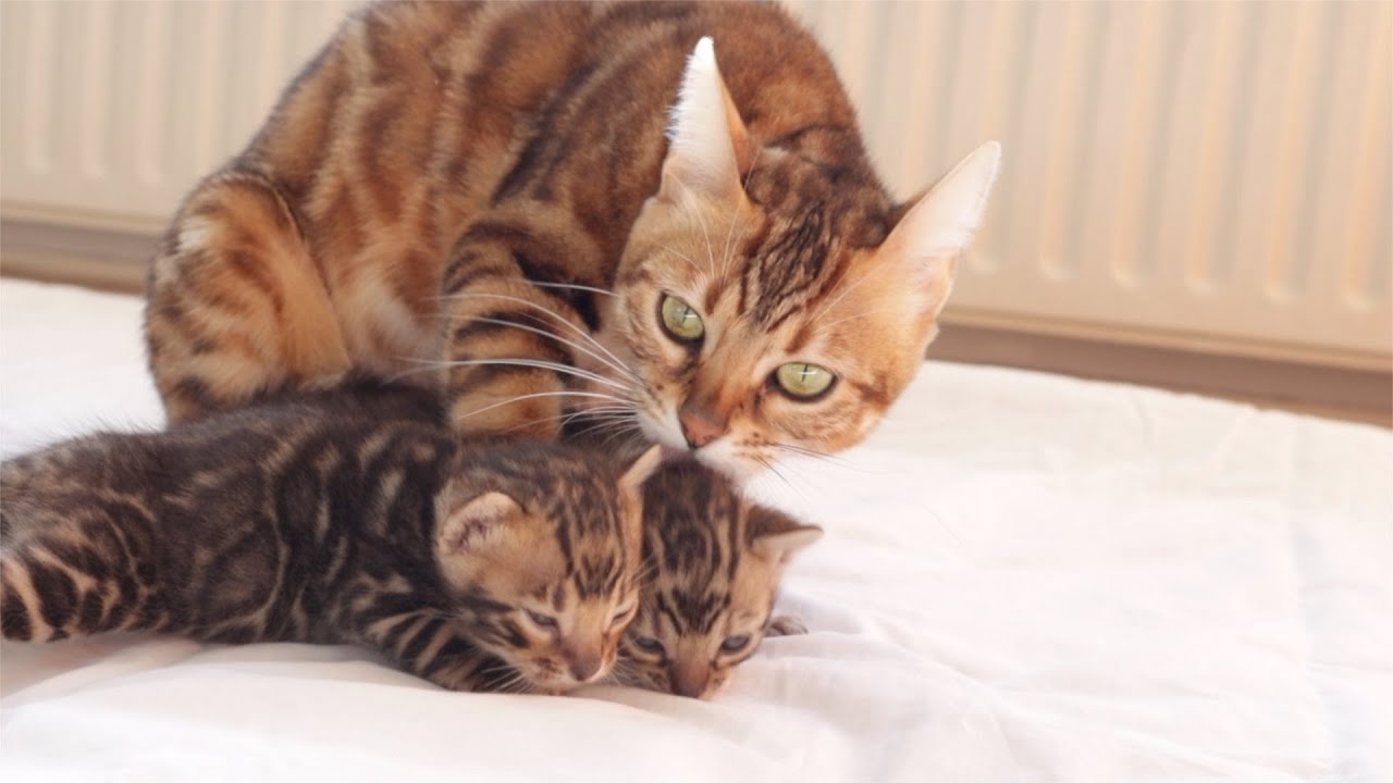 Mother Cat and Kittens Can't stop Talking to Each Other