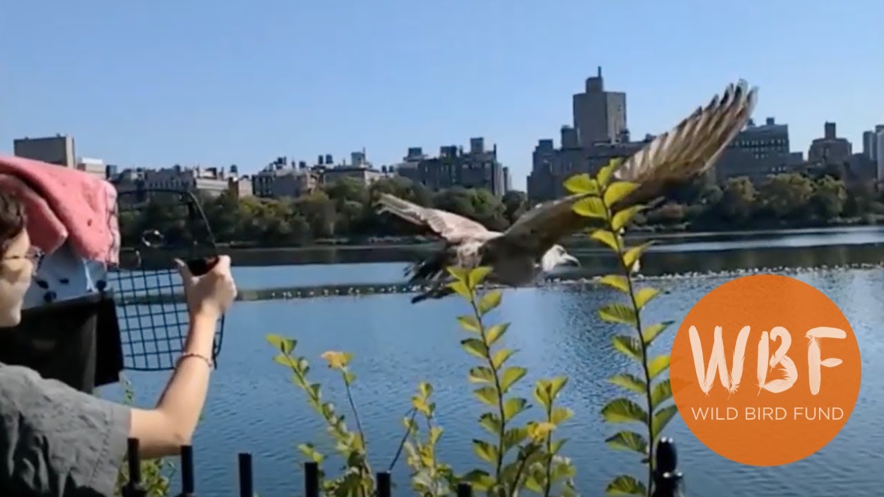 Back to the Wild: Wild Bird Fund