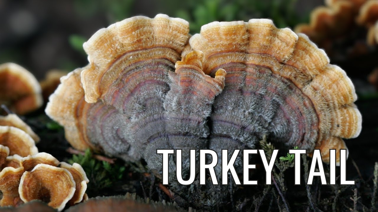 Identify Turkey Tail Mushroom in 7 steps, Here’s How