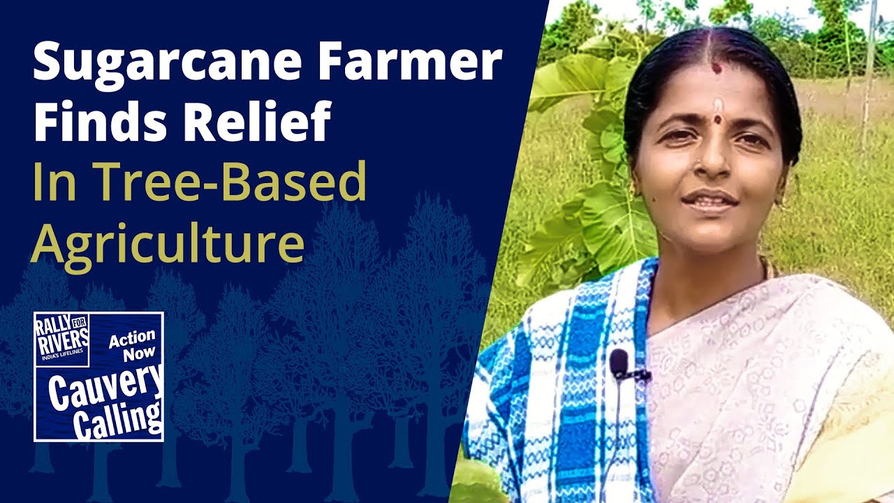 Why Sugarcane Farmer Shifted to Tree-Based Agriculture