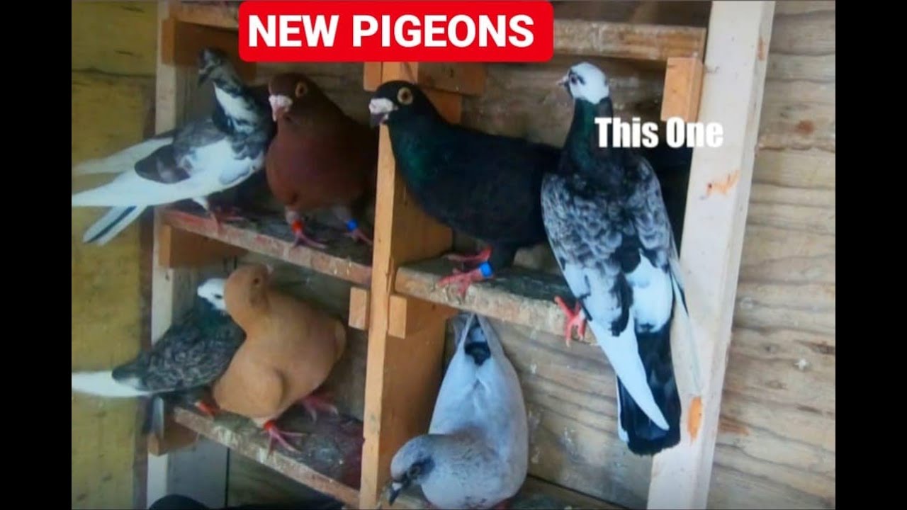 July Poultry Swap And New Pigeons