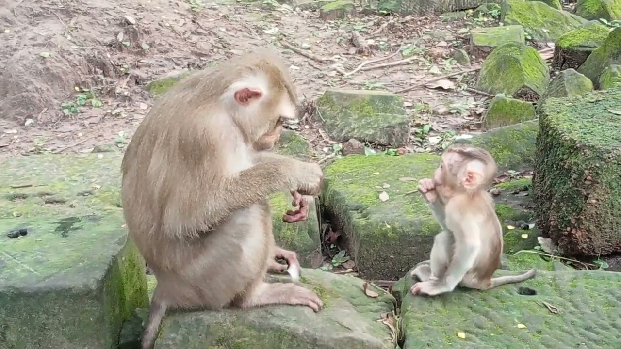 VID20250905162642 monkey at at bayon