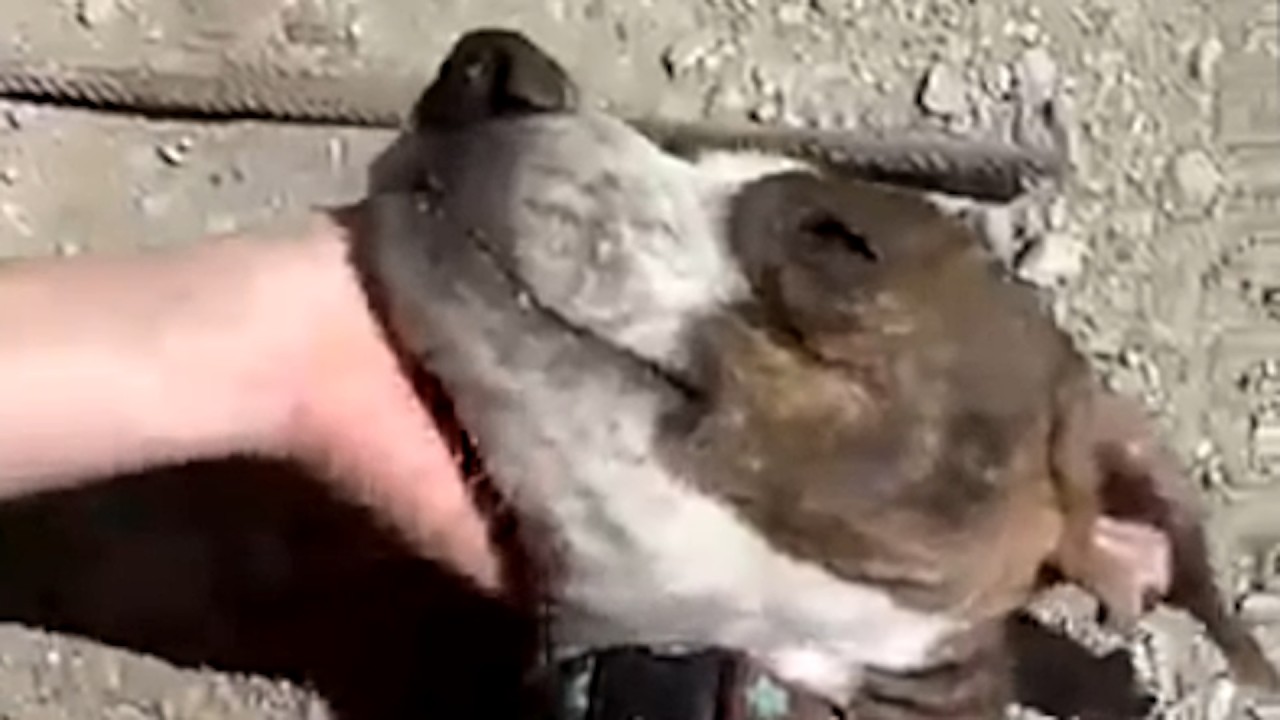 Grieving mama dog dumped on the street is so happy to finally have a home