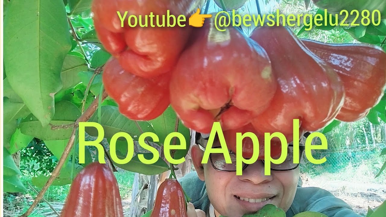 Rose Apple. Sweet and Juicy. Fresh from Backyard Garden. #villagelife #tropicalfruit #roseapple 
