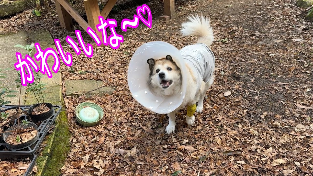 【20260124】クリスマスローズの凛々しさ