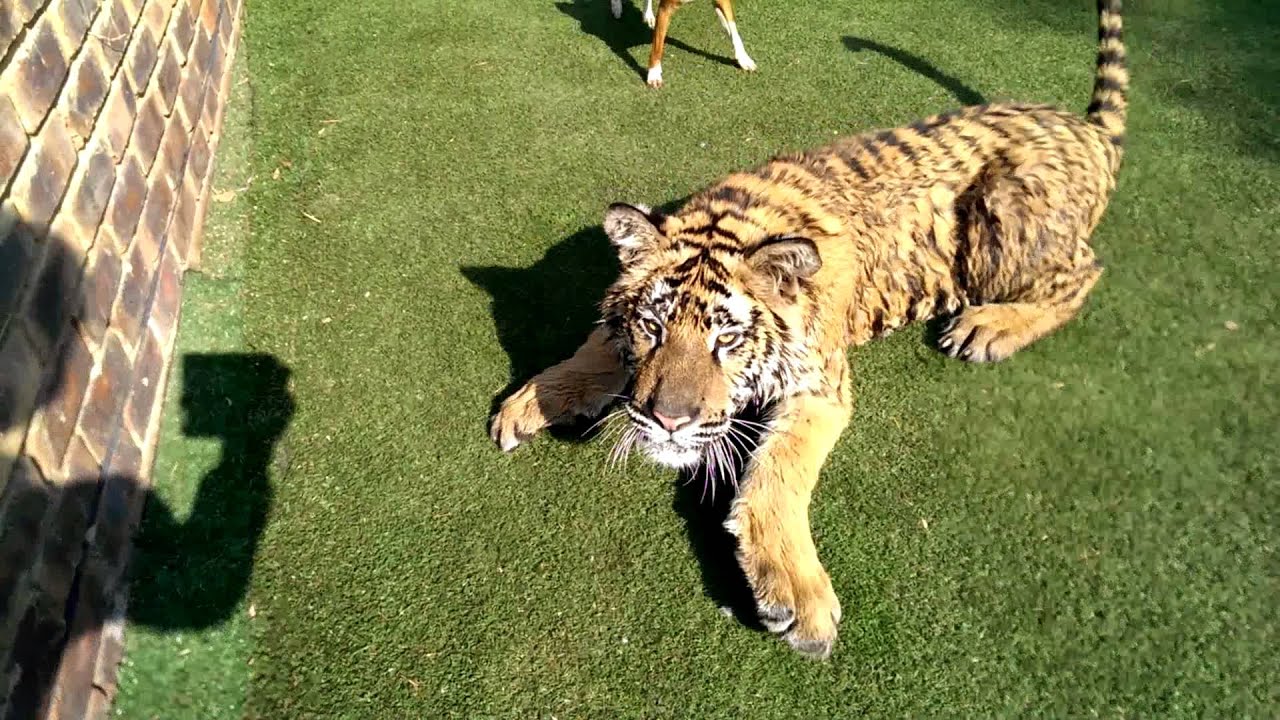 That moment You realise You cannot outrun that tiger !