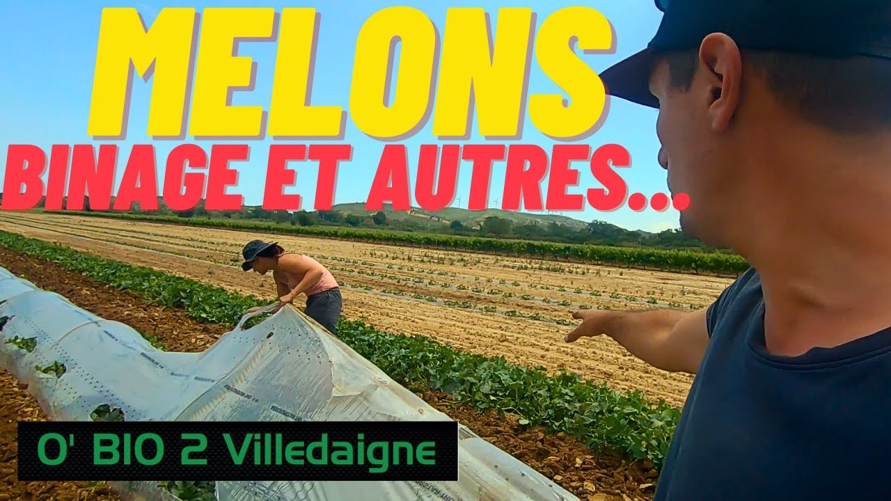 Débâchage Melons, Binage, plantation et récoltes, une semaine de début juin occupée