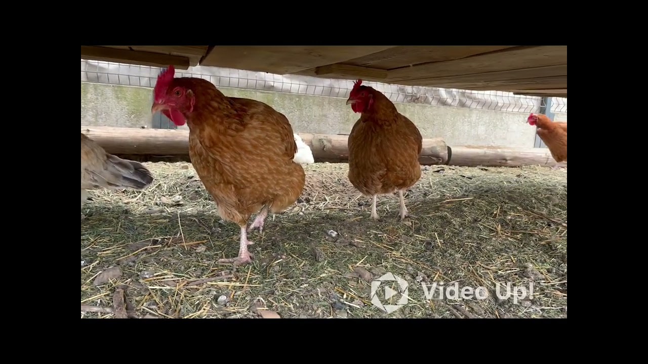 Ogrodzenie wybiegu i nowa furtka gotowe na przyjazd nowych kurek 🐔🐥