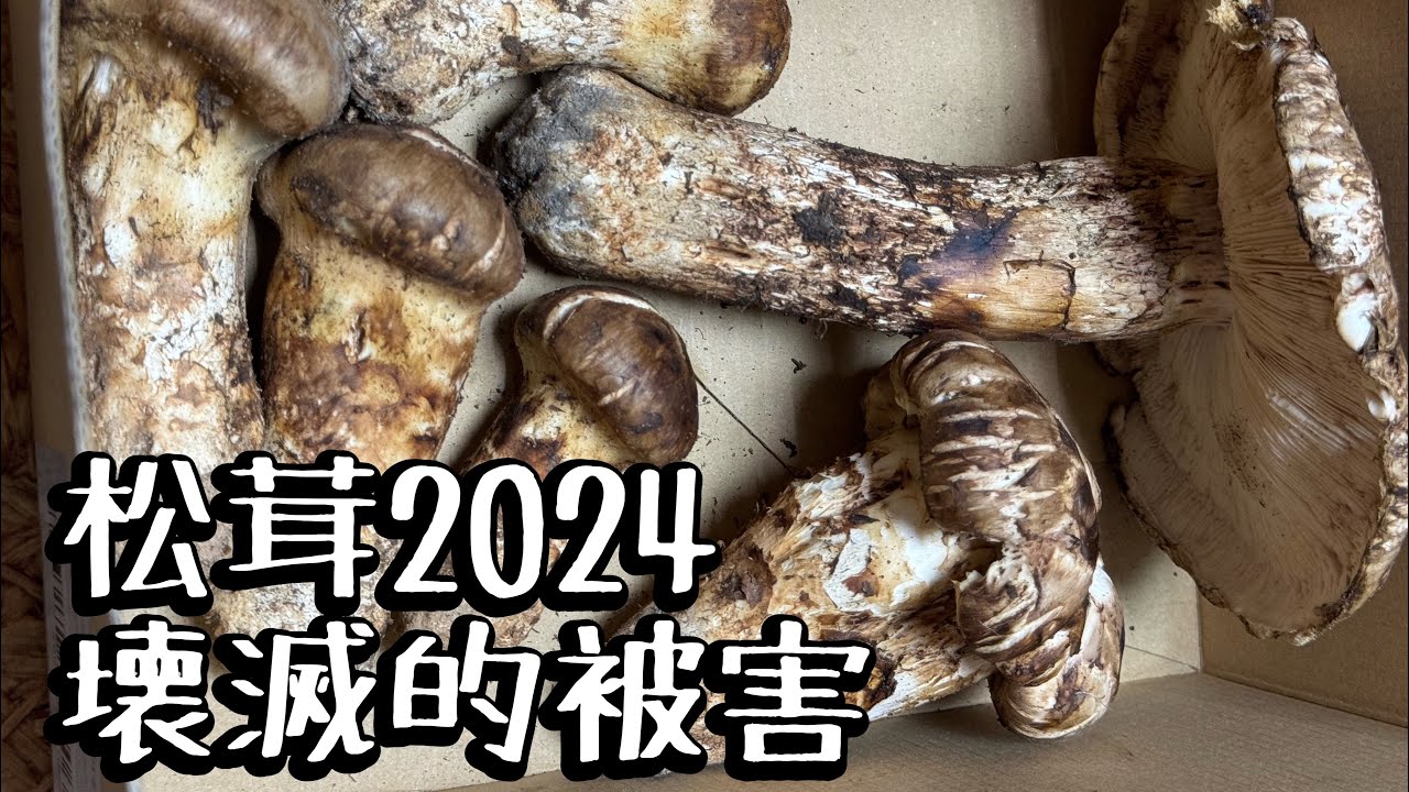 令和6年９月　信州の松茸がやられました