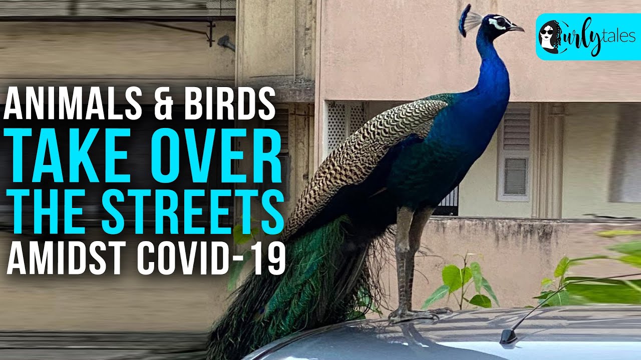 Animals & Birds Take Over The Streets Amidst COVID-19 | Curly Tales