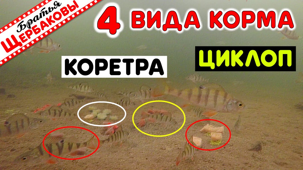 Зимняя прикормка ЦИКЛОПАМИ, дафниями, КОРЕТРАМИ и гаммарусами. Реакция рыбы. ПОДВОДНЫЕ СЪЕМКИ