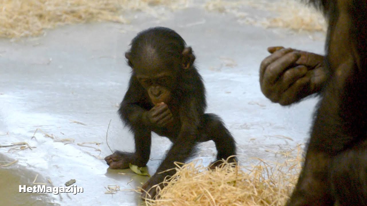 De bonobo baby's