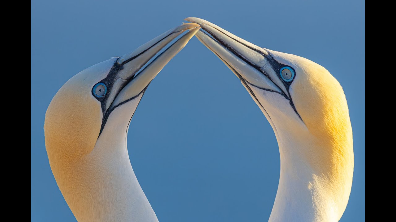 Helgoland: (Nicht nur) Basst&ouml;lpel und Trottellummen