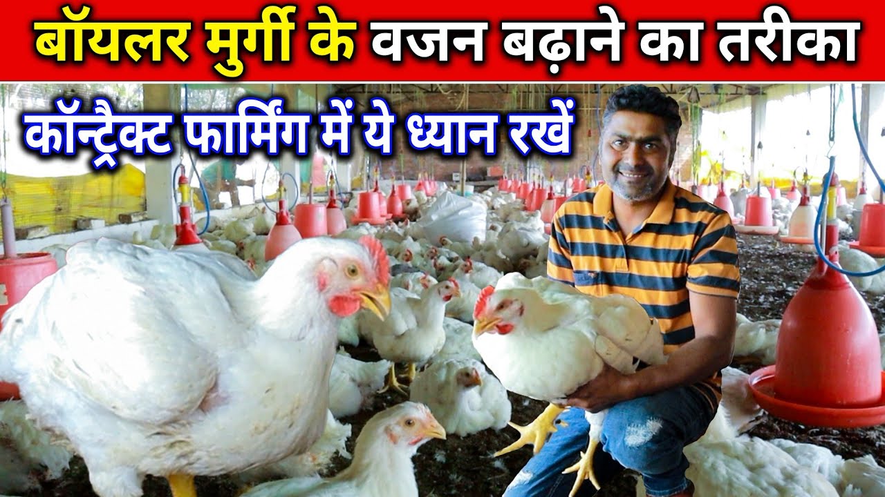 ब्रायलर मुर्गी के वजन बढ़ाने का तरीका।। Contact Poultry Farming Kaise Karen। #omprakashausar