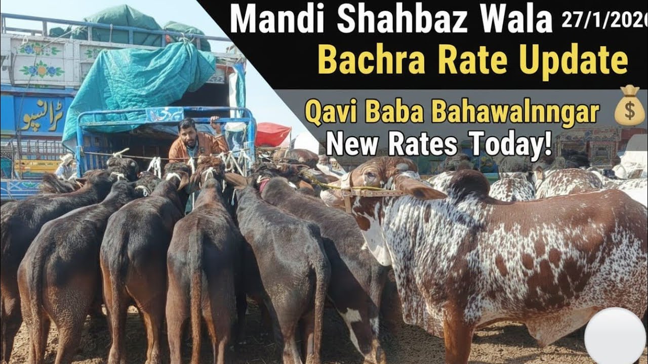 Mandi Shahbaz Wala Bachra Rate Update 2026 | Qavi Baba Bahawalnagar Mandi