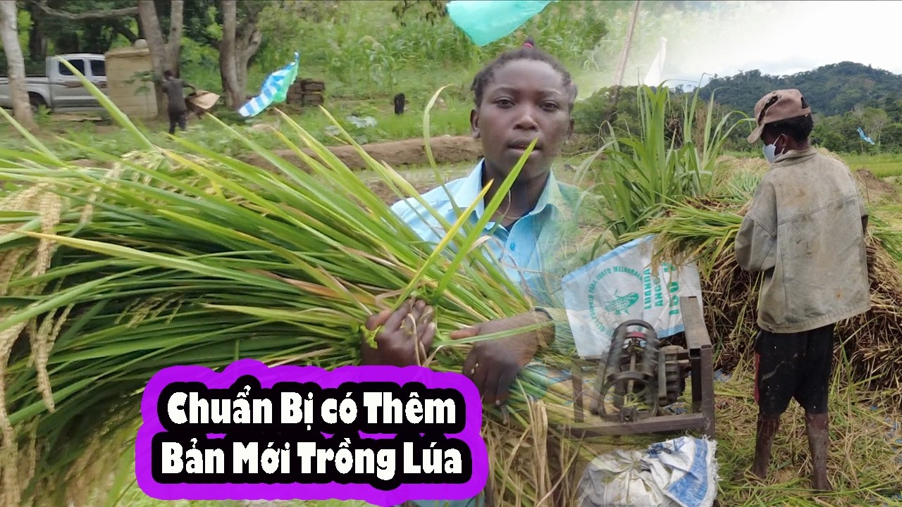 Khi các Bạn Angola tự vận hành quy trình gặt lúa||Khảo sát bản Tony Phong Giúp đỡ trồng Lúa||2QVLogs