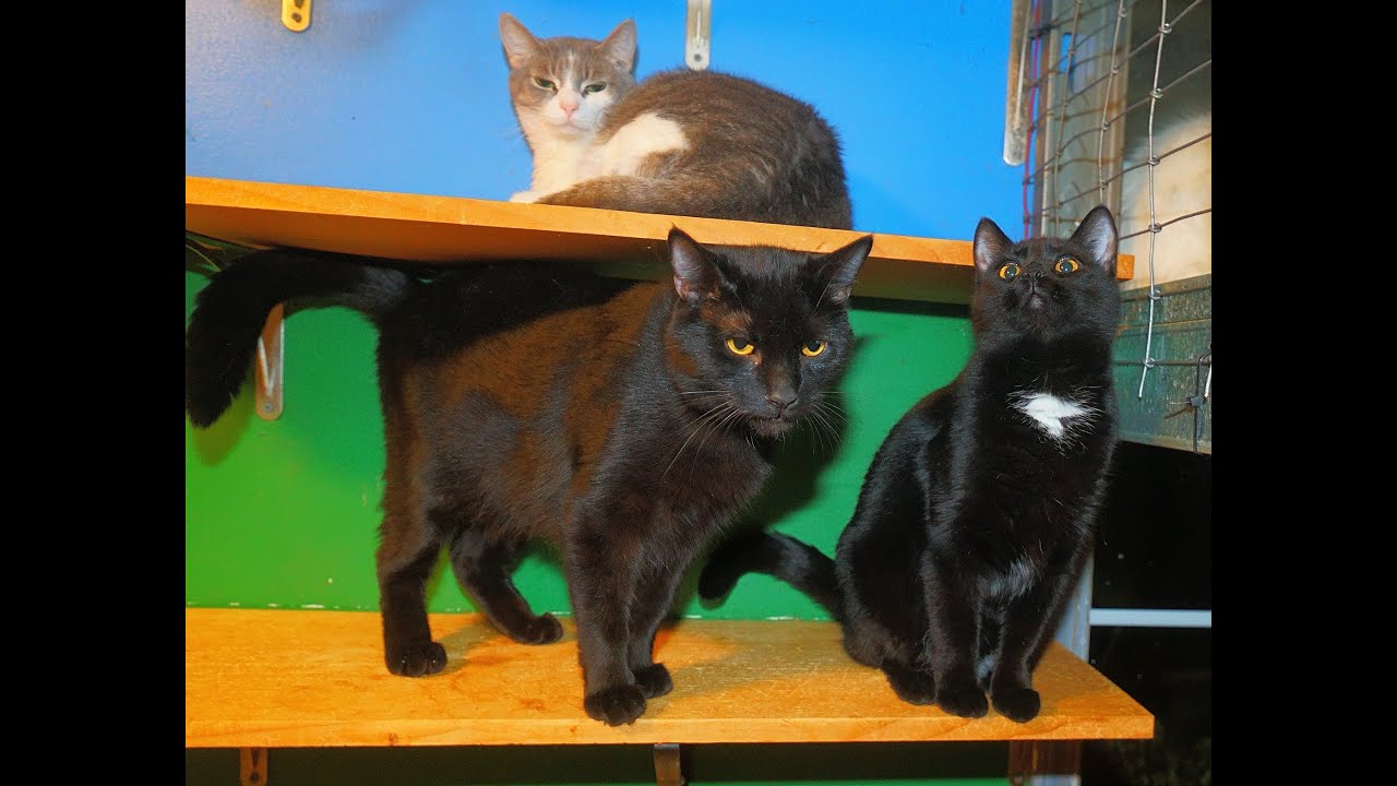 Welcome to Dinner and Treats with the Annex Kitties   !