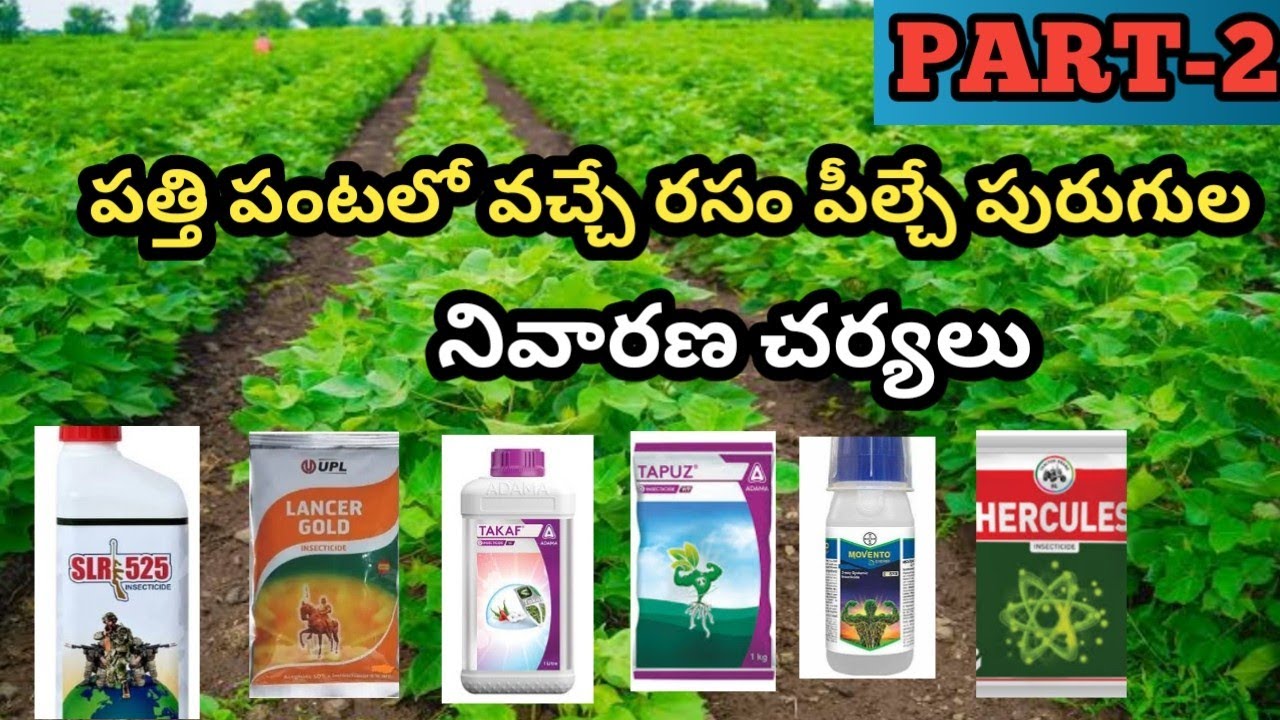 పత్తి పంటలో వచ్చే రసం పీల్చే పురుగుల(తెల్ల దోమ, పచ్చ దోమ,తమరపురుగు, పేను భాక) నివారణ చర్యలు PART-2