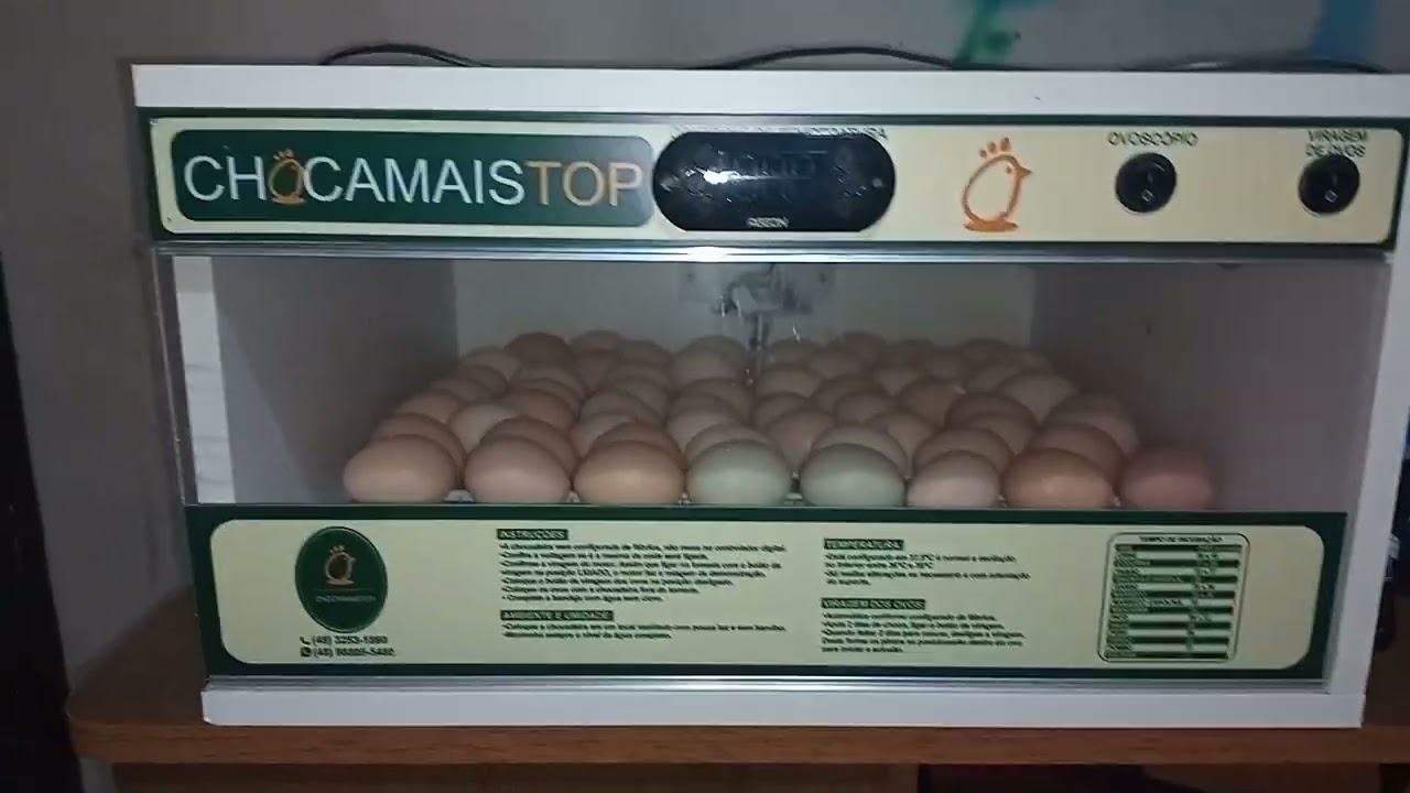 Dicas como colocar pra chocar na chocadeira, bora produzir frangos 🐔