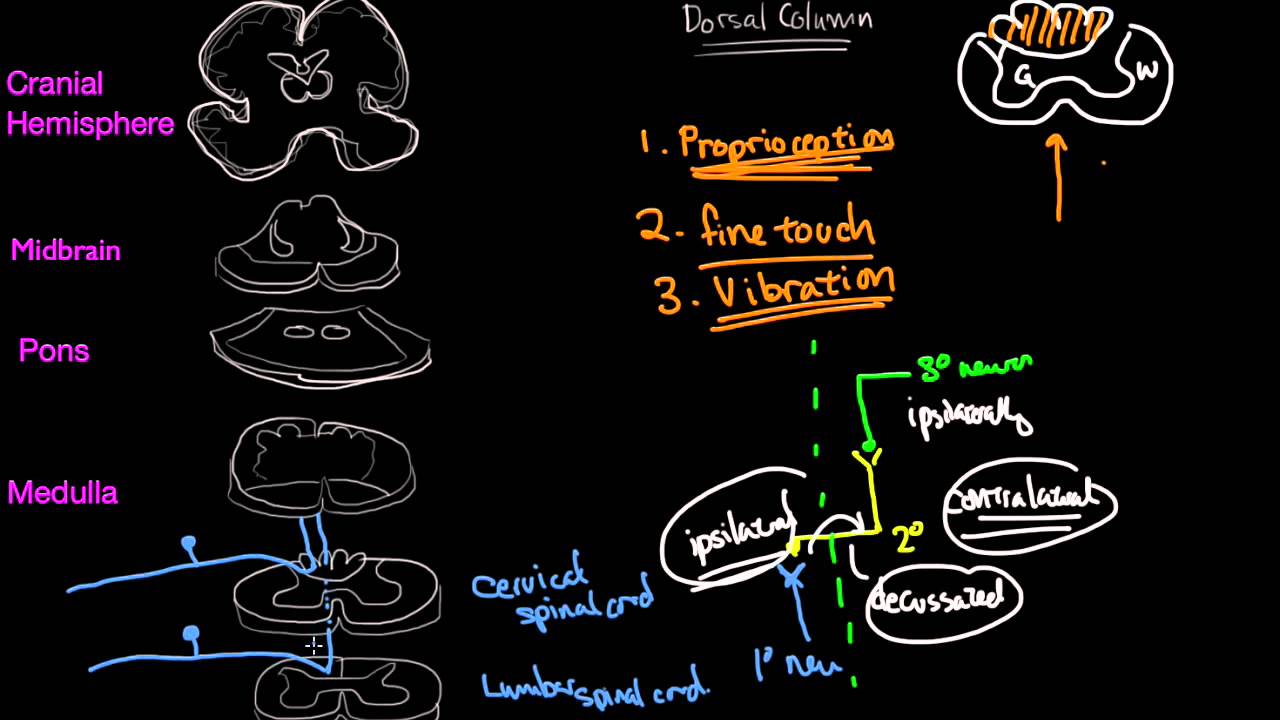 Dorsal Column in 10 mins
