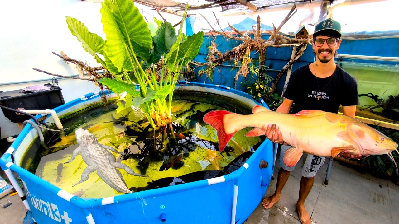 GANHEI UM PEIXE CARNÍVORO PREDADOR E COLOQUEI NA PISCINA DE MONSTROS