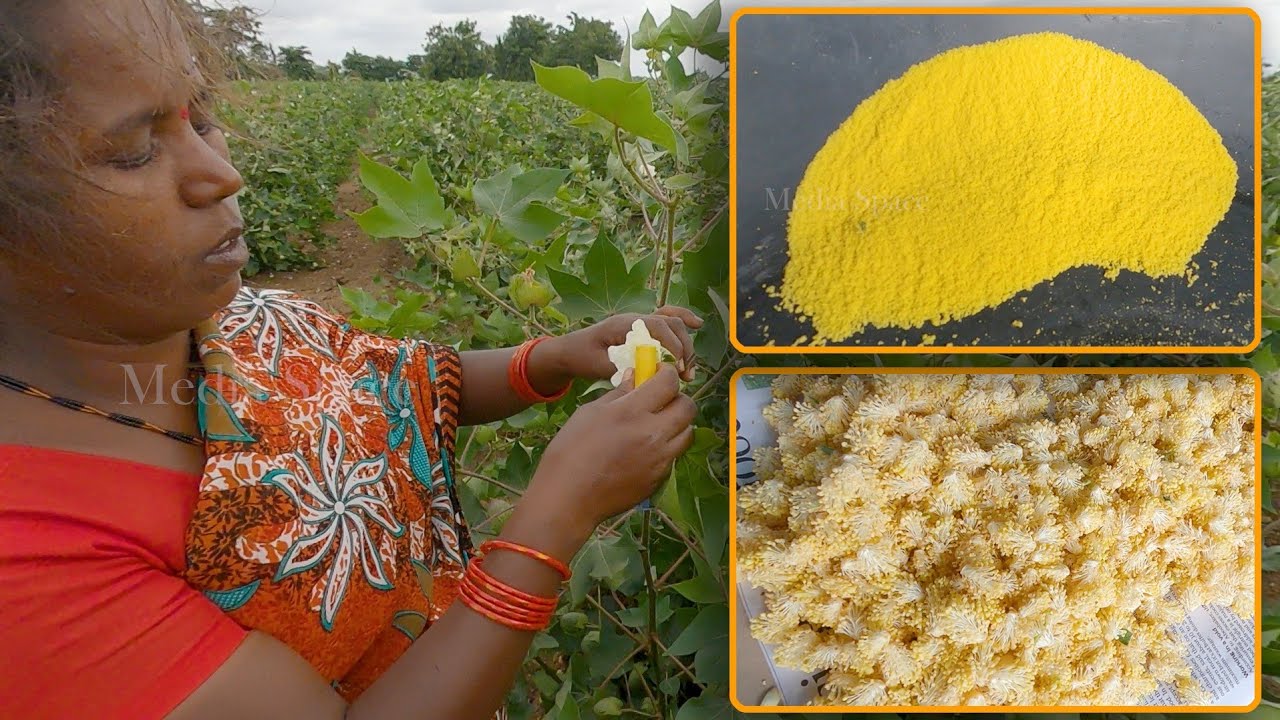 Cotton farm for hybrid seed production