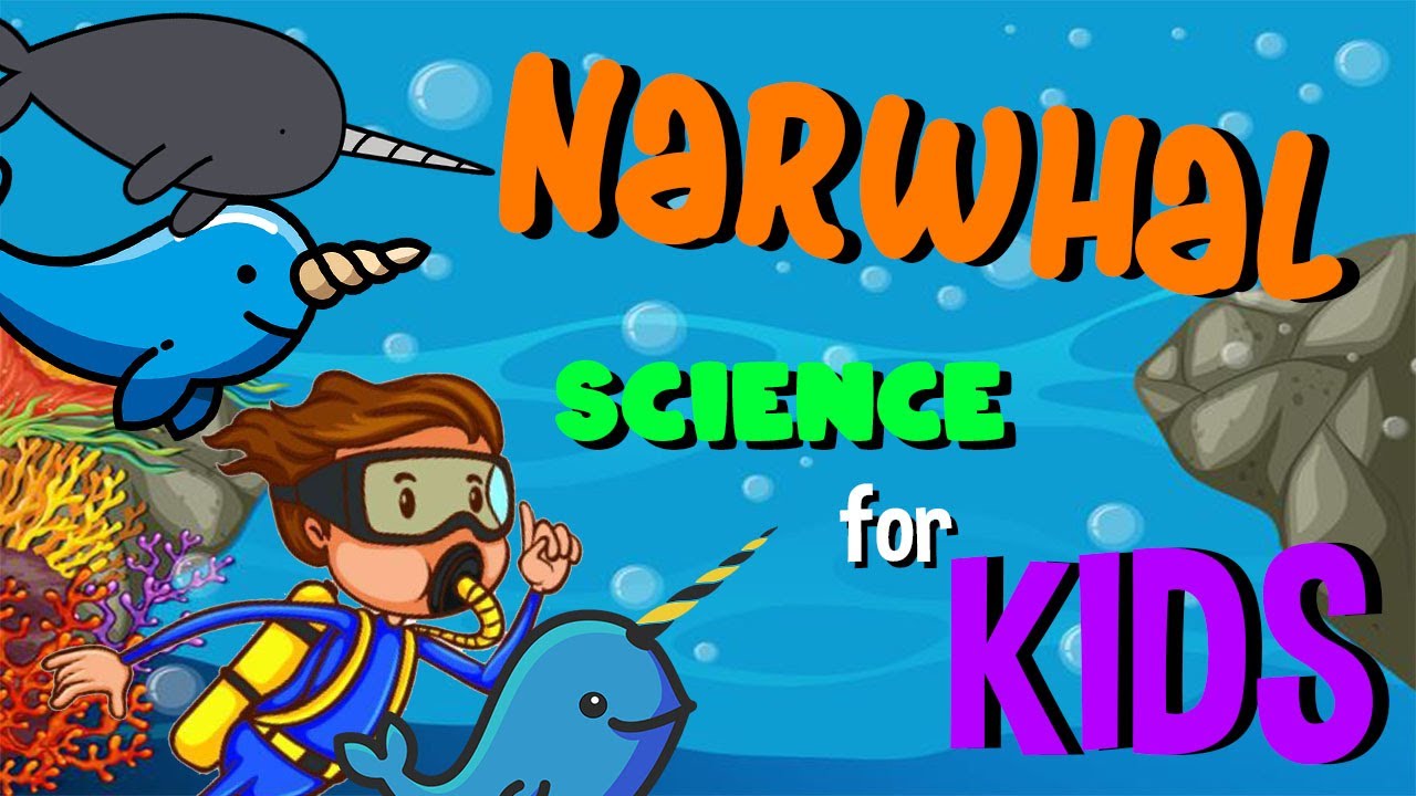 Narwhal | Science for Kids