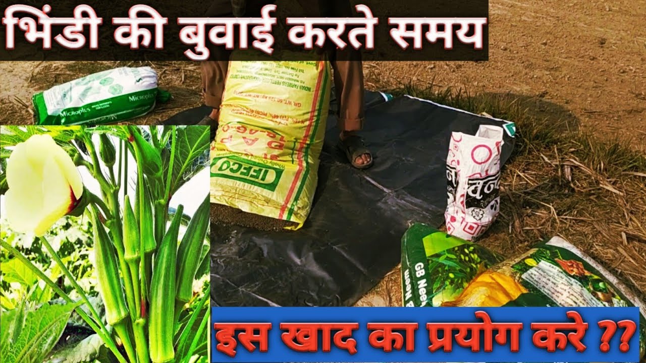 भिंडी की बुवाई करते समय कौन सी खाद का प्रयोग करे।।भिंडी की बुवाई में खेत की तैयारी।।पंकज की किसान pa