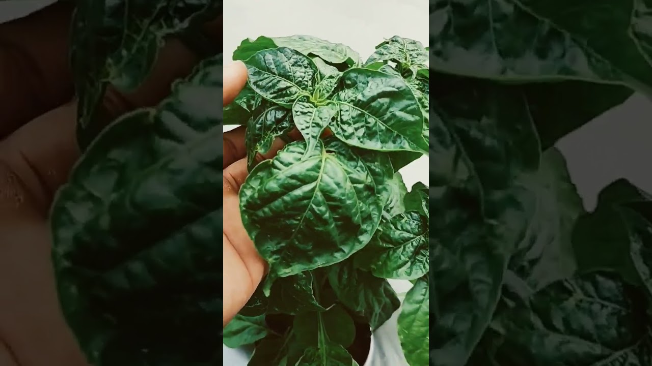 Cara sepeai cabe rawit agar daun hijau