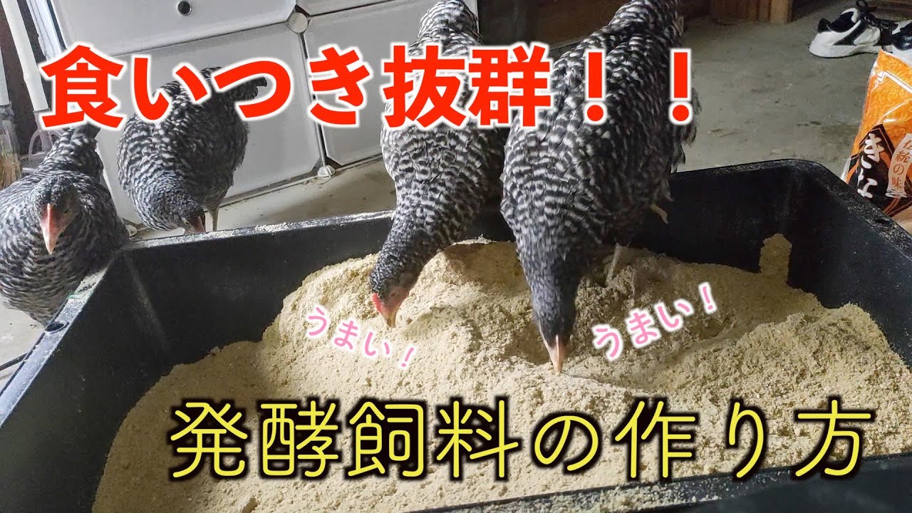 鶏が食いつく発酵飼料の作り方