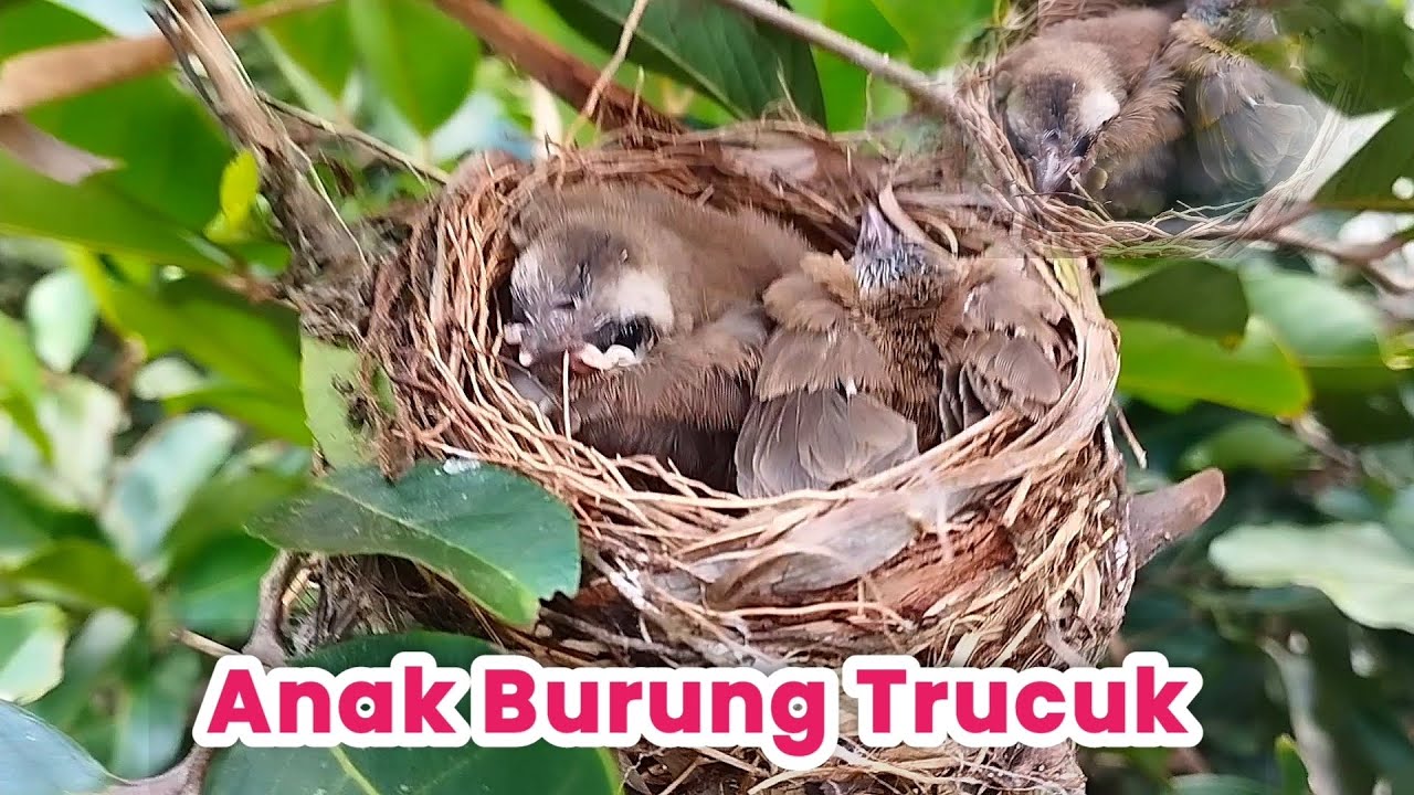 Sarang Burung Trucuk Ternyata Sangat Mudah Kita Jumpai, Masih Banyak Populasinya