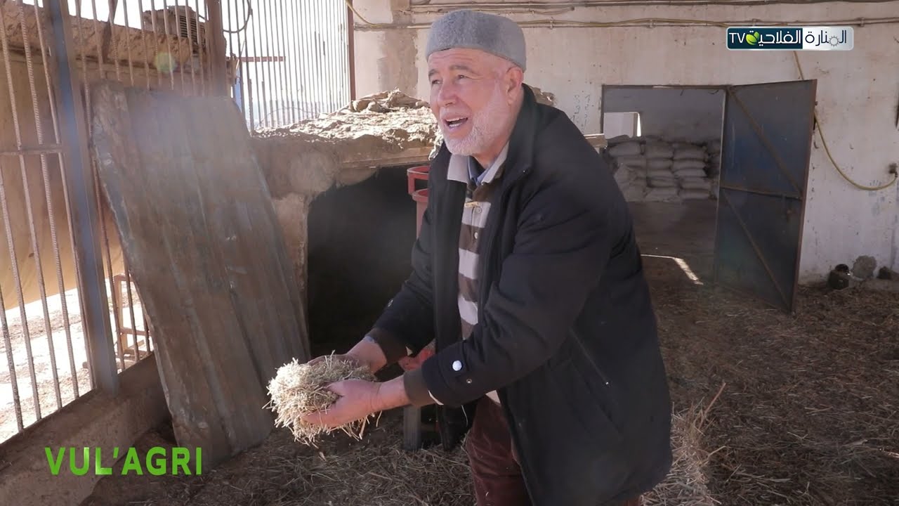 البدائل العلفية في تغذية الماشية