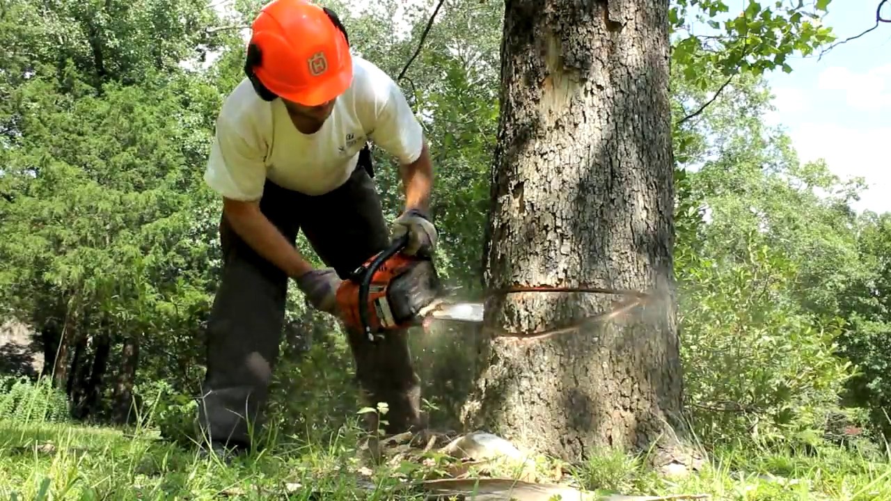 BEAUTIFUL lumber from a dying Sycamore tree!