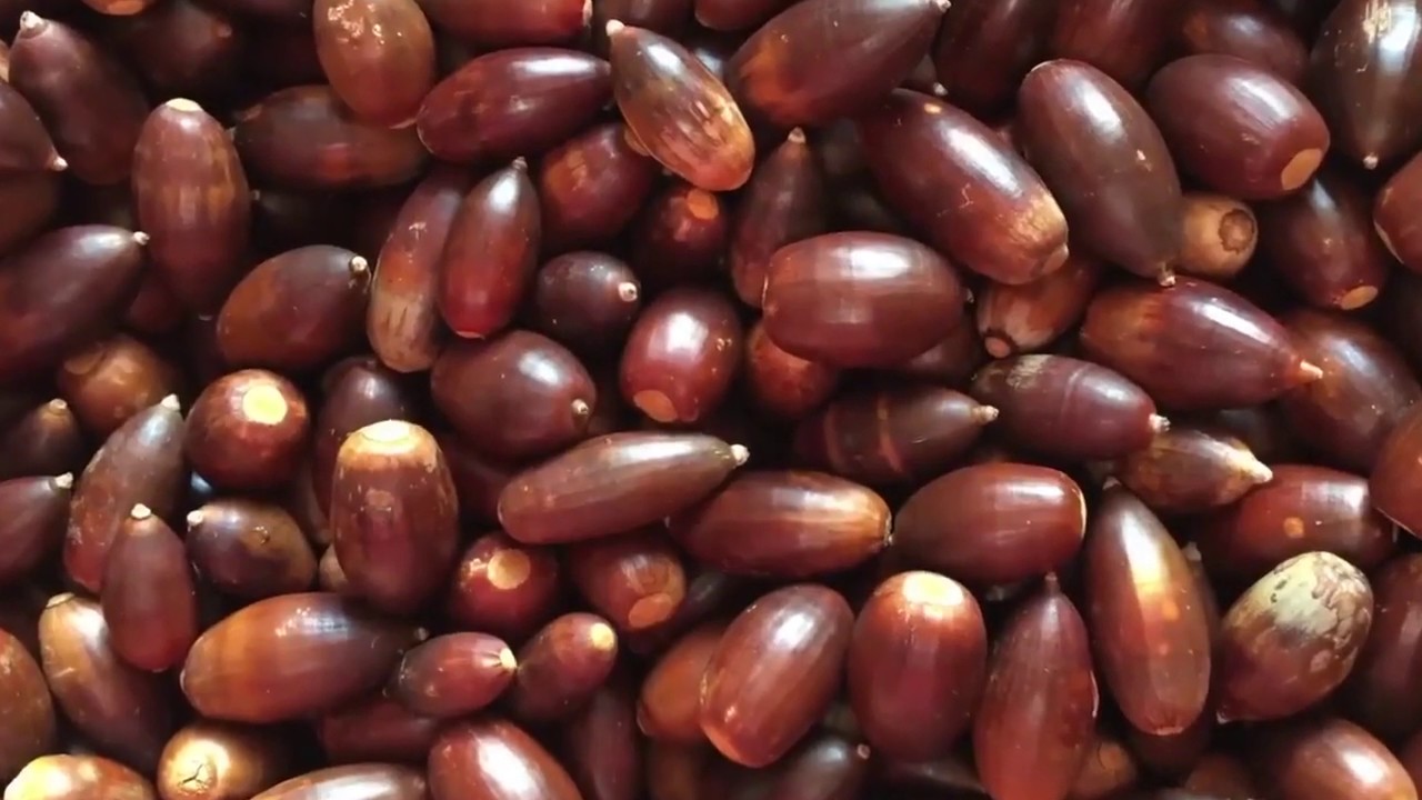 En Cananea es tradición la recolección de bellotas para consumo propio o para venta