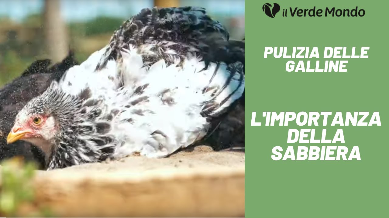 Pulizia delle galline | L'Importanza della Sabbiera