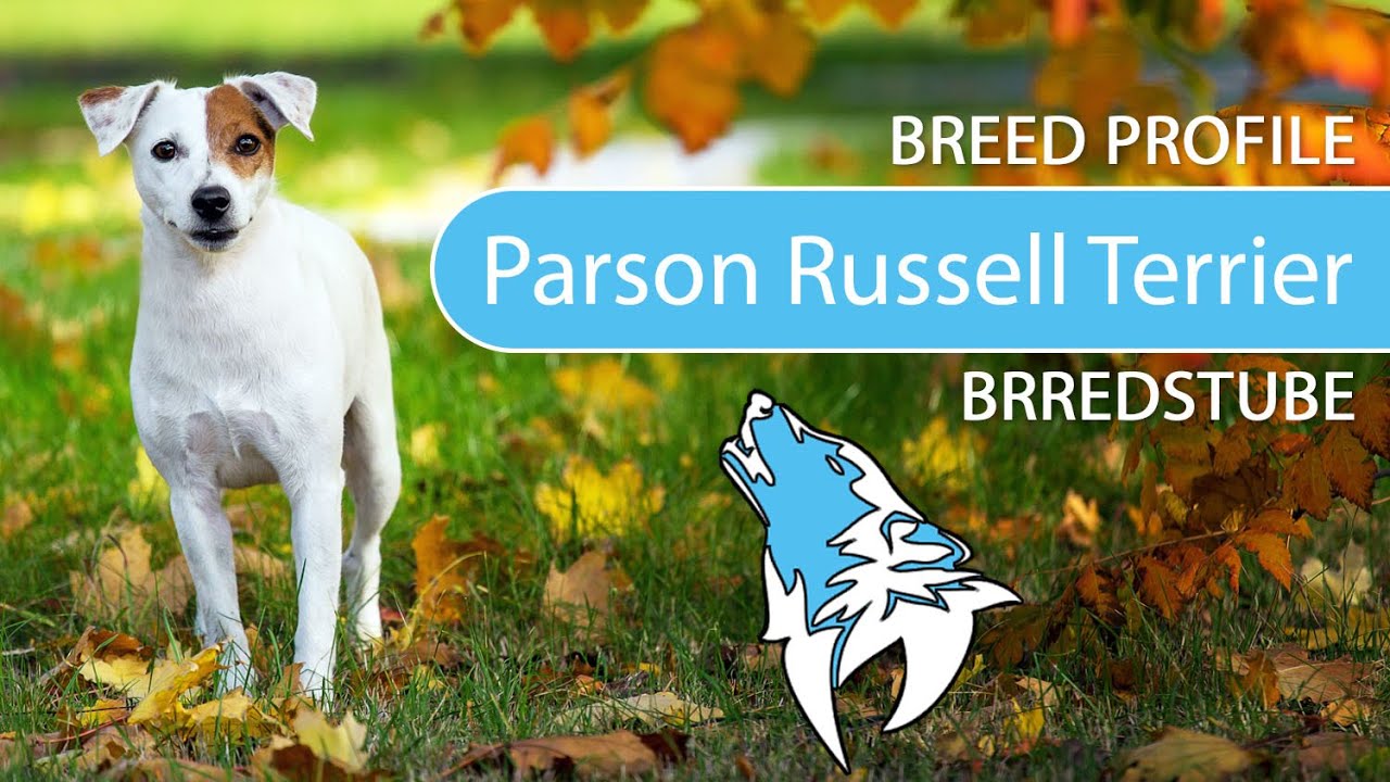 ► Parson Russell Terrier Breed [2020] Temperament & Training