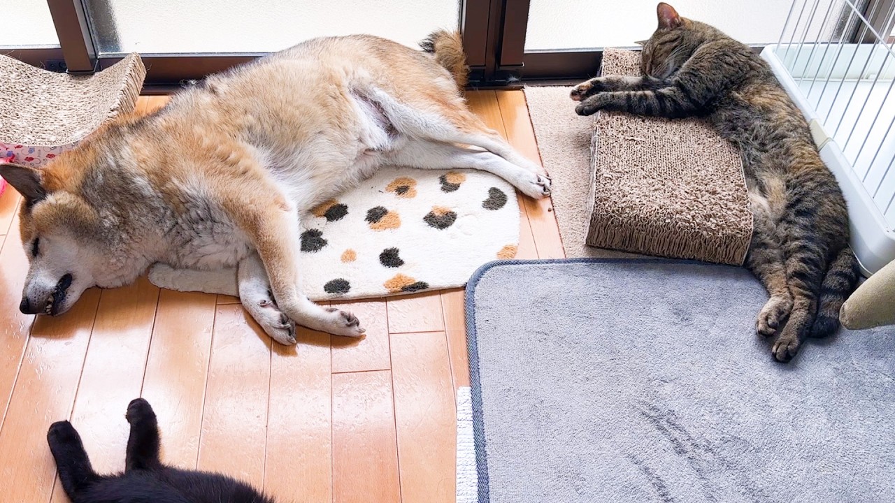 猫たちの幸せ～な姿を見ていると柴犬はこうなります…