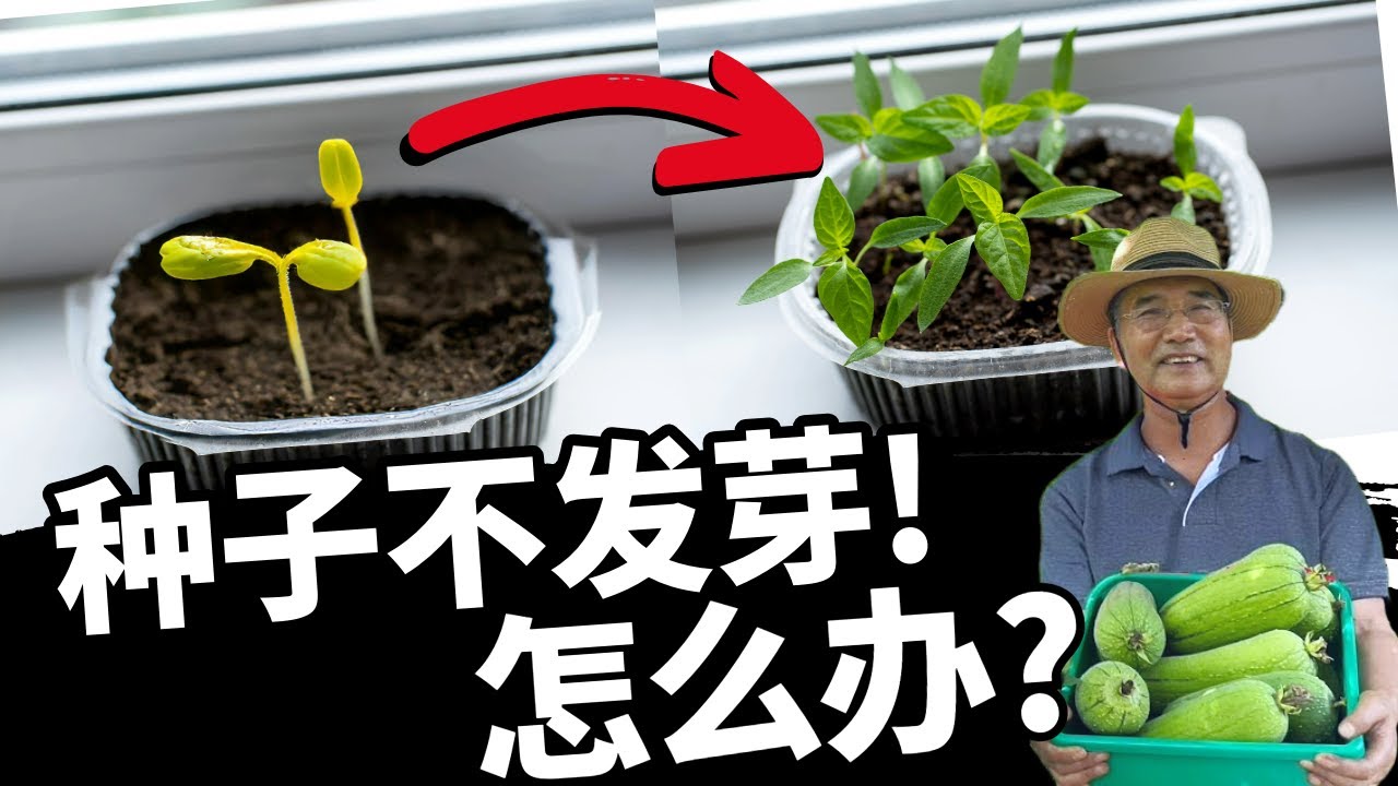 专业苗圃育苗的5个秘密：这样做让你出苗又快又整齐，小苗又壮又健康
