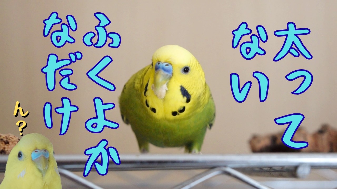 セキセイインコのふくよかアイドル