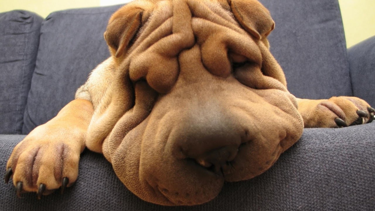 Funny Shar Pei Compilation 2020 | Best Dog Videos