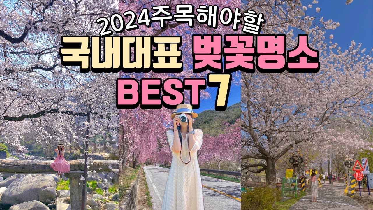 2024년 봄 주목해야할 벚꽃명소 BEST7
