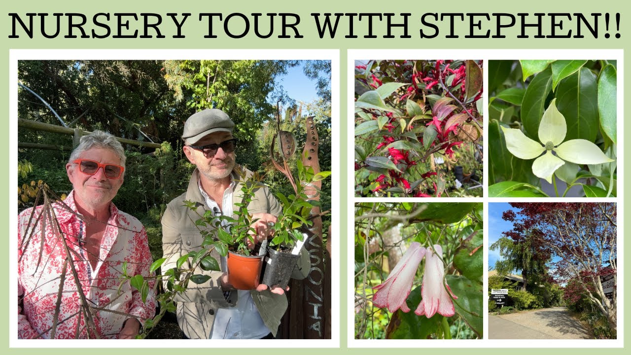 Nursery tour: Stephen's nursery Dicksonia Rare Plants!