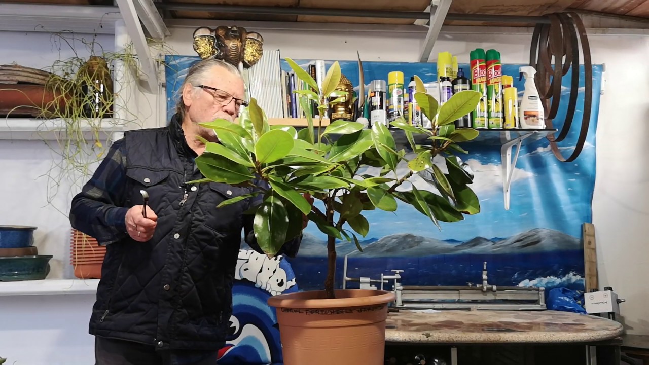 La magnolia grandiflora poda de invierno jardín de bonsai de Antonio Ruiz