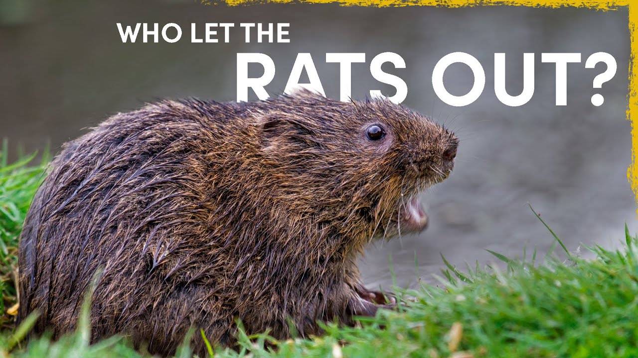 Why we released 114 water rats in this farmer&rsquo;s field