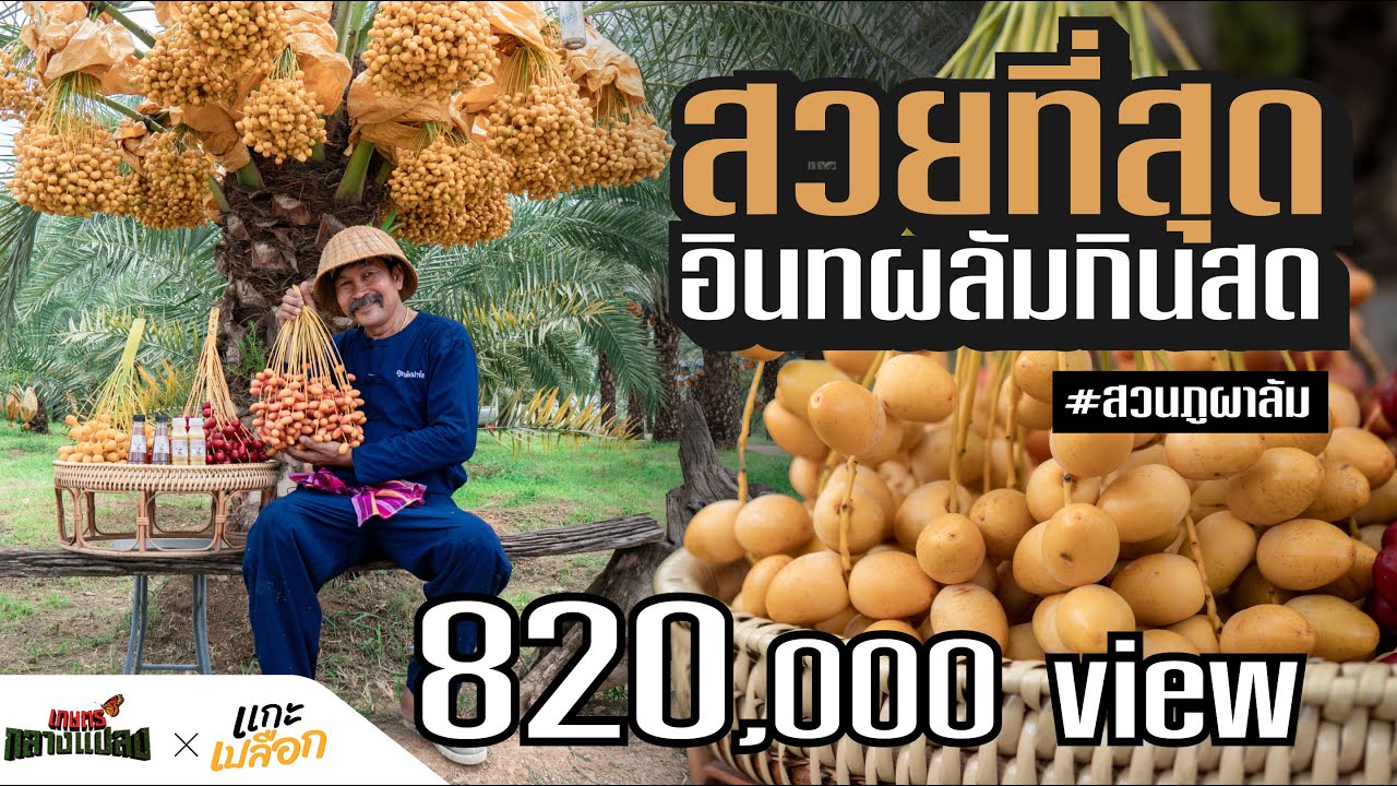 [ Eng Sub ] เกษตรกลางแปลงxแกะเปลือก l EP.13 สวนอินทผลัมเพาะเลี้ยงเนื้อเยื่อแห่งแรกในประเทศไทย