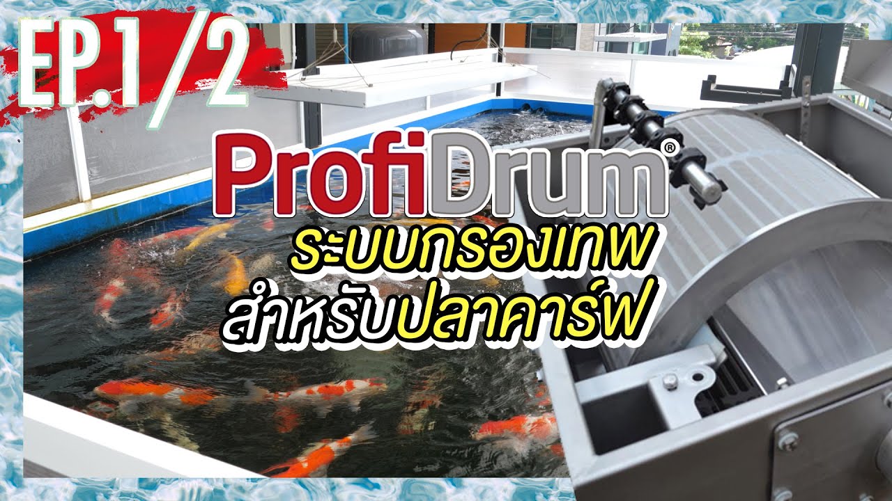 เที่ยวฟาร์มปลาคาร์ฟ ดูระบบกรองเทพ ที่ไม่ต้องสร้างบ่อกรอง | KOI DAILY EP.83 [1/2]