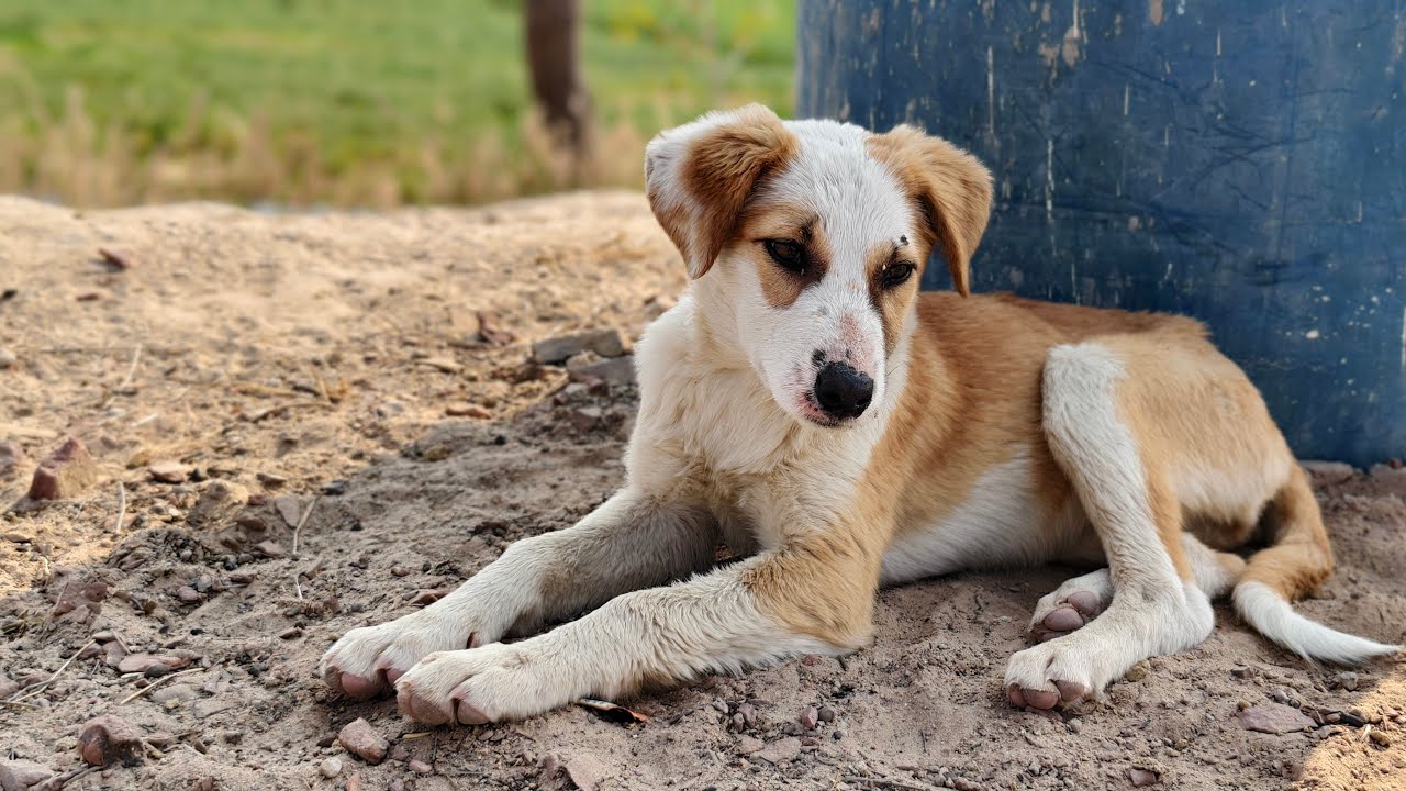Pets & animals 97 is live! 🥰🥰🐶🔥