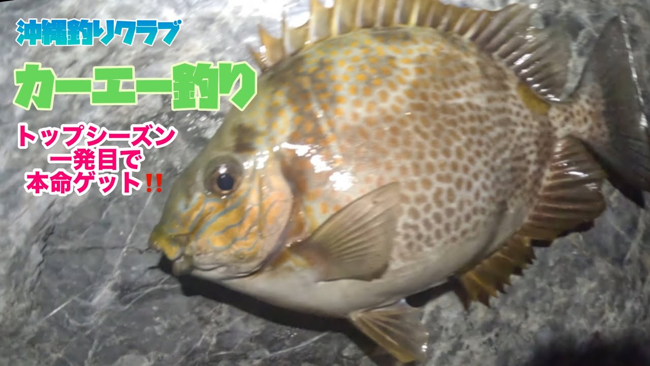【沖縄釣りクラブ】カーエー釣りで本命ゲット！