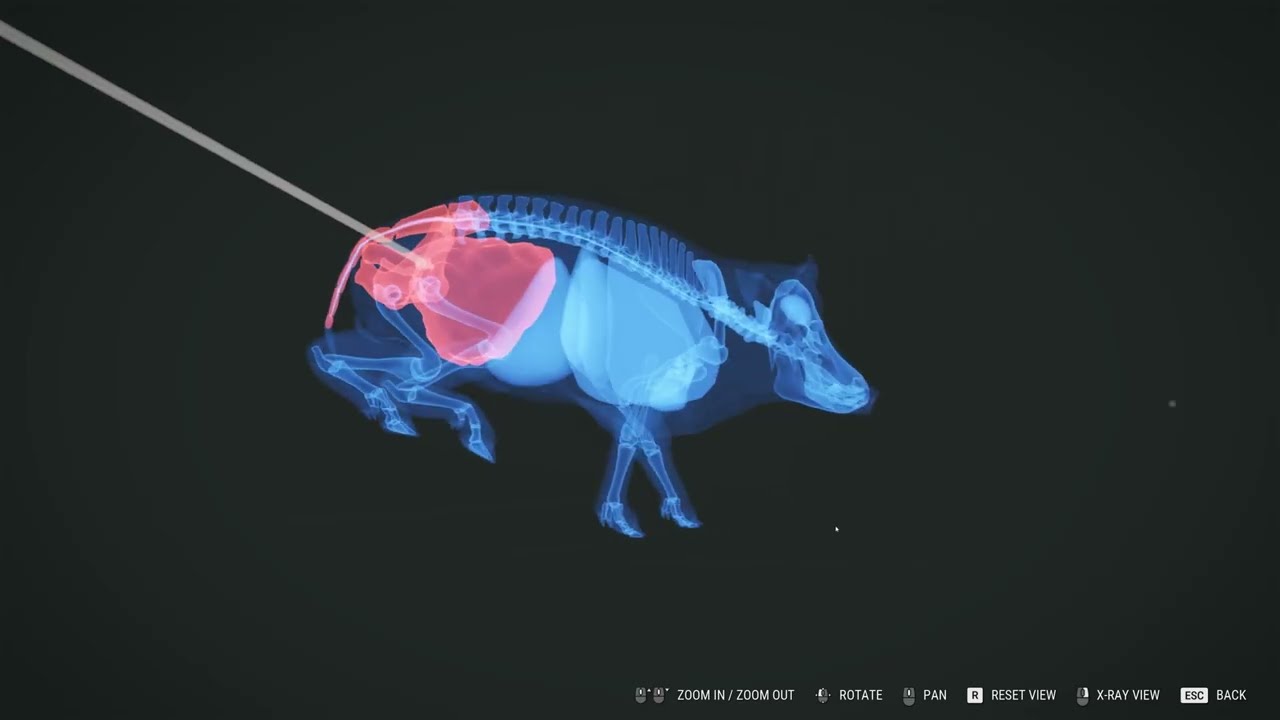 3 Wild Boar Attack!