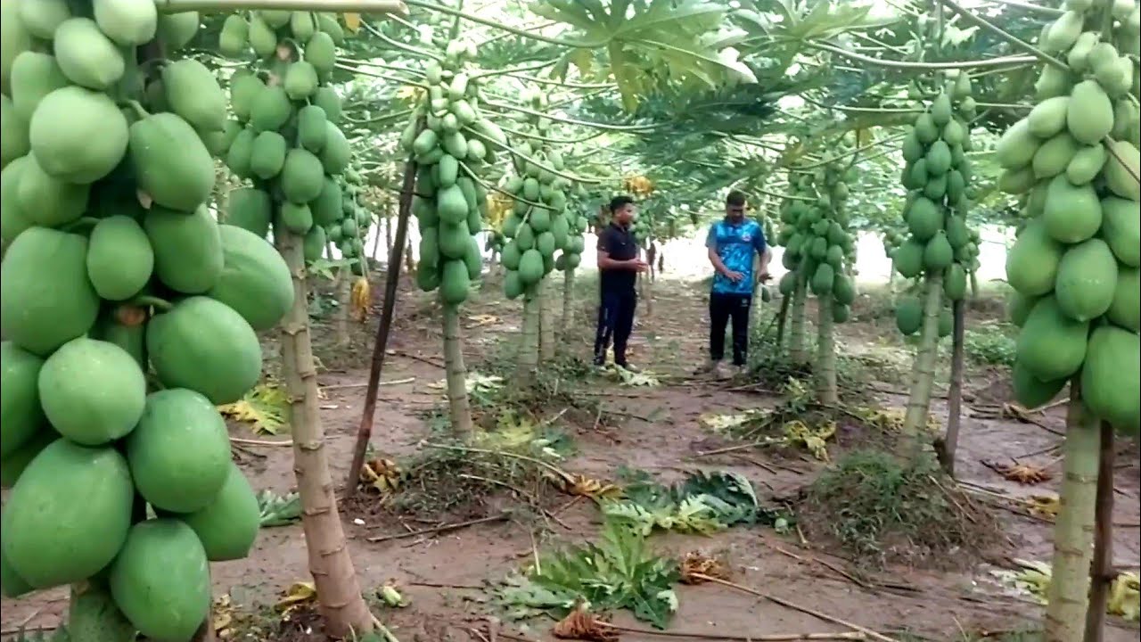 শিক্ষকতার পাশাপাশি পেঁপে চাষ করে কিভাবে সফল হলেন এবং ১বার চাষ করলে কয় বছর গাছ রাখা যায়।